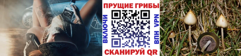 Купить где  Катав-Ивановск  Псилоцибиновые грибы мицелий 